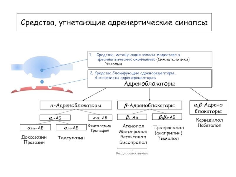 Действительным средством. Таблица классификации адренергических препаратов. Классификация средств влияющих на адренергические синапсы. Классификация средств стимулирующих адренергические синапсы. Средства влияющие на адренергические синапсы таблица.