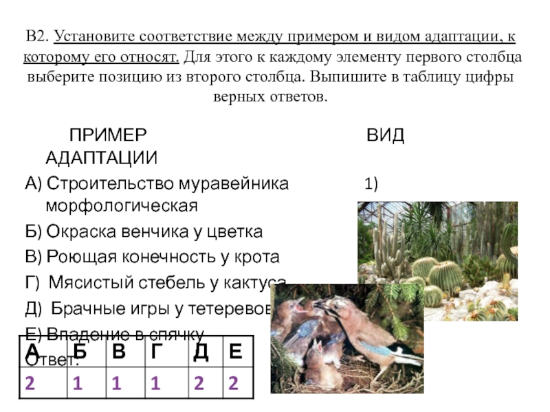 Установите соответствие между растениями. Установите соответствие между примерами и видами адаптаций. Установите соответствие адаптация и вид адаптации. Установите соответствие между примерами и типами адаптаций. Установите соответствие между организмом и средой обитания.