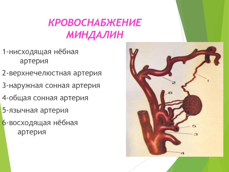 Верхнечелюстная артерия презентация