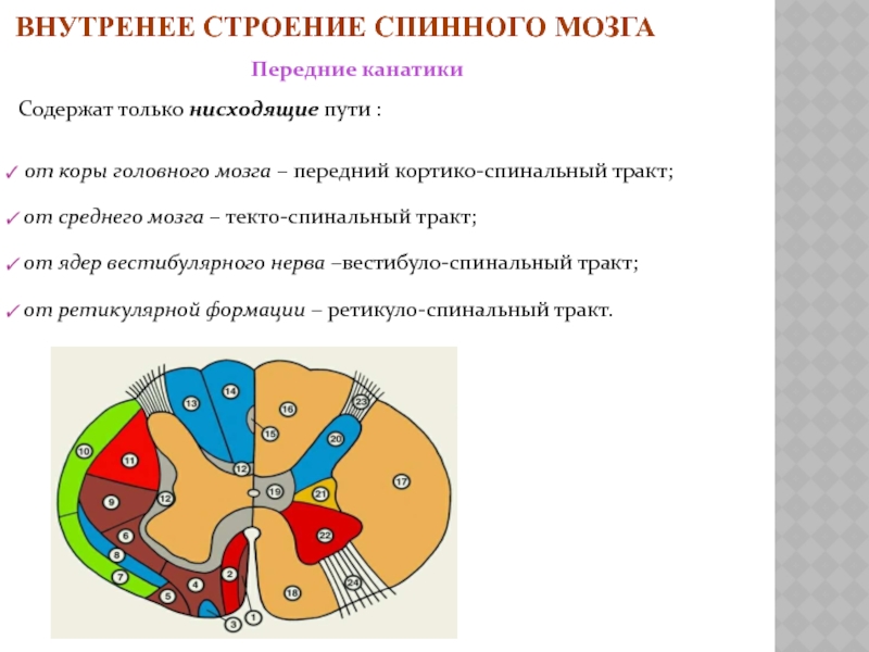 Волокна спинного мозга. Миелоархитектоника белого вещества спинного мозга. Эфферентные пути спинного мозга. Ассоциативные волокна спинного мозга. Белое вещество спинного мозга образует 3 системы Пучков.