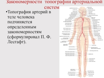 Топография артериальной системы