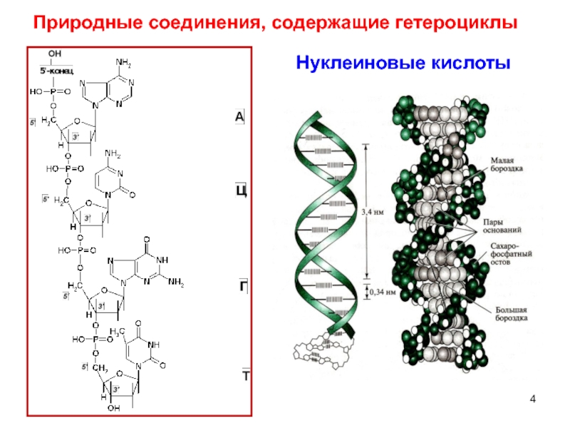 Биохимическое соединение. Механизм образования гетероциклов. Гетероциклические соединения. Биохимия гетероциклических соединений. Биологически важные гетероциклические соединения.