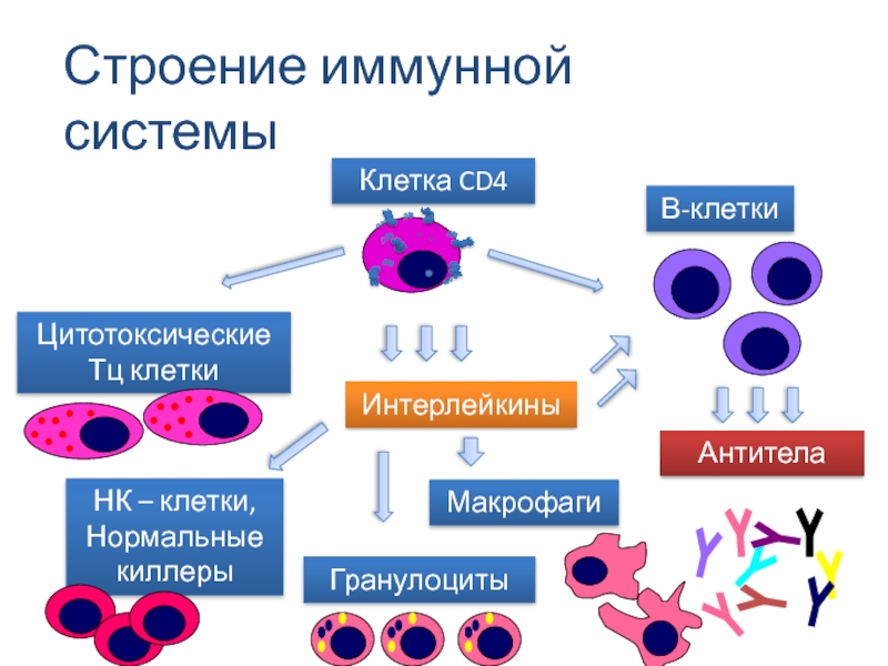 Особенности строения иммунной системы