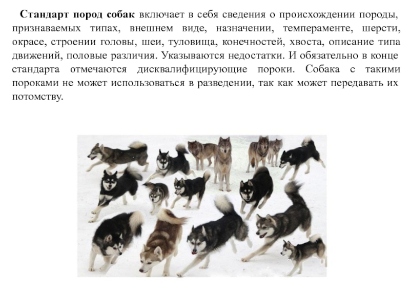 История возникновения породы. Стандарты пород собак. Модель стандарта породы собак. Пороки в породе немецкая овчарка. Модель текста стандарта породы собак.