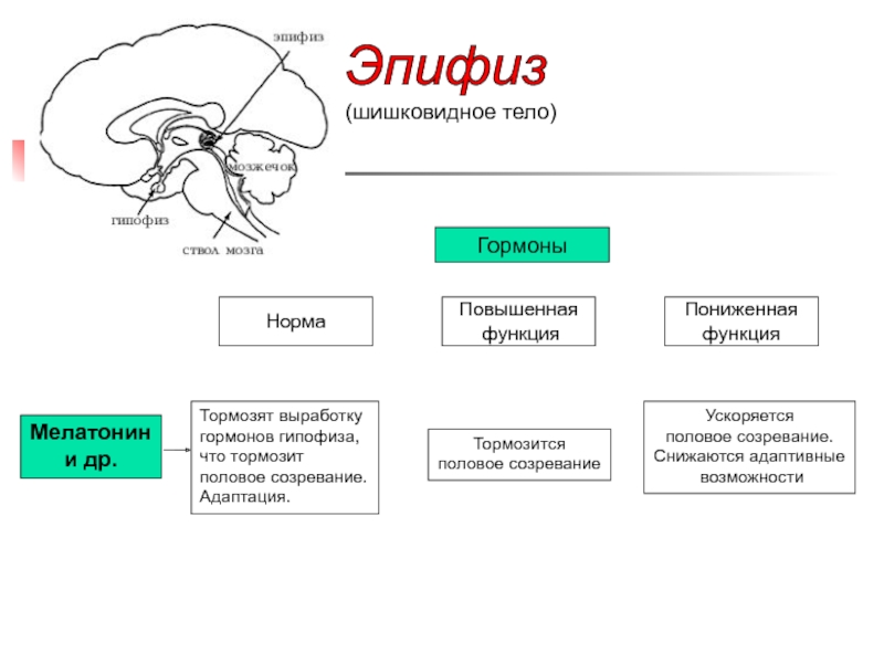 Гормоны эпифиза презентация