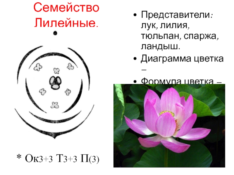 Формула о3 3т3 3п1. Формула цветка семейства Лилейные. Семейство Лилейные диаграмма цветка. Формула и диаграмма цветка лилейных. Семейство Лилейные схема цветка.