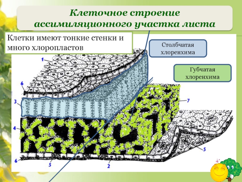 Ассимиляционная ткань. Столбчатая и губчатая хлоренхима. Столбчатая хлоренхима ткань. Ассимиляционная ткань (хлоренхима) строение. Основная ткань растений хлоренхима.