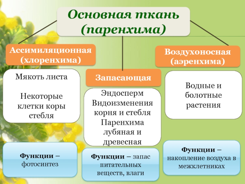 Ассимиляционная ткань схема