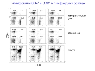 Т-лимфоциты CD4+ и CD8+ в лимфоидных органах (иммунология, лекция 5)