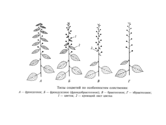 Типы соцветий по особенностям олиствения