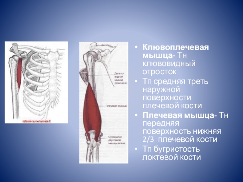 Средняя треть плечевой кости