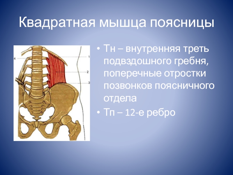 Квадратная мышца поясницы фото