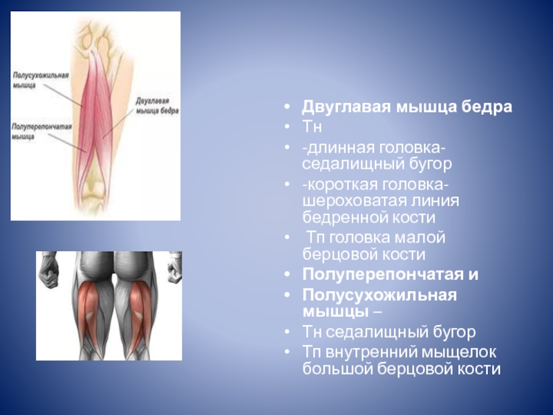 Двуглавая мышца бедра анатомия картинки