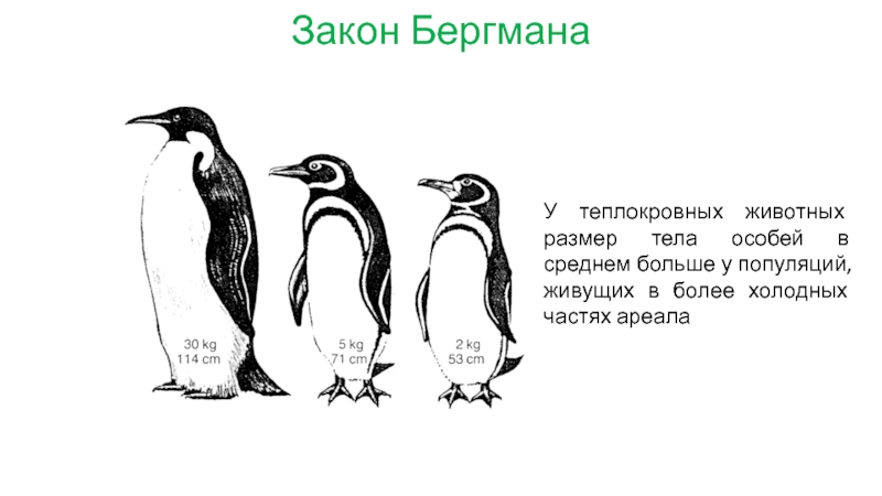 Правило бергмана презентация