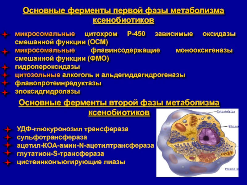 Ферменты детоксикации. Микросомальные монооксигеназы - это:. Фазы метаболизма ксенобиотиков. Цитохрома р450-зависимые монооксигеназы. Детоксикация ксенобиотиков.