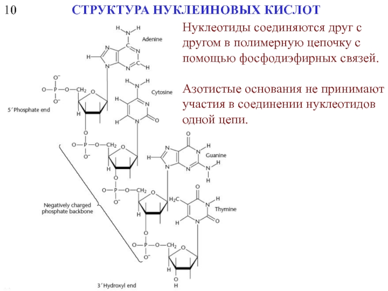 Расщепление нуклеиновых кислот. Схема взаимодействия двух нуклеотидов. Фосфодиэфирная связь в нуклеиновых кислотах. Фосфодиэфирные связи между нуклеотидами. Структура нуклеотидов в цепи ДНК.
