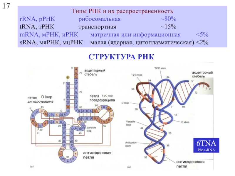 Малые рнк. Строение МРНК ТРНК РРНК. Строение и функции МРНК, ТРНК, РРНК. РНК молекулярное строение биология. Типы РНК их распространение.