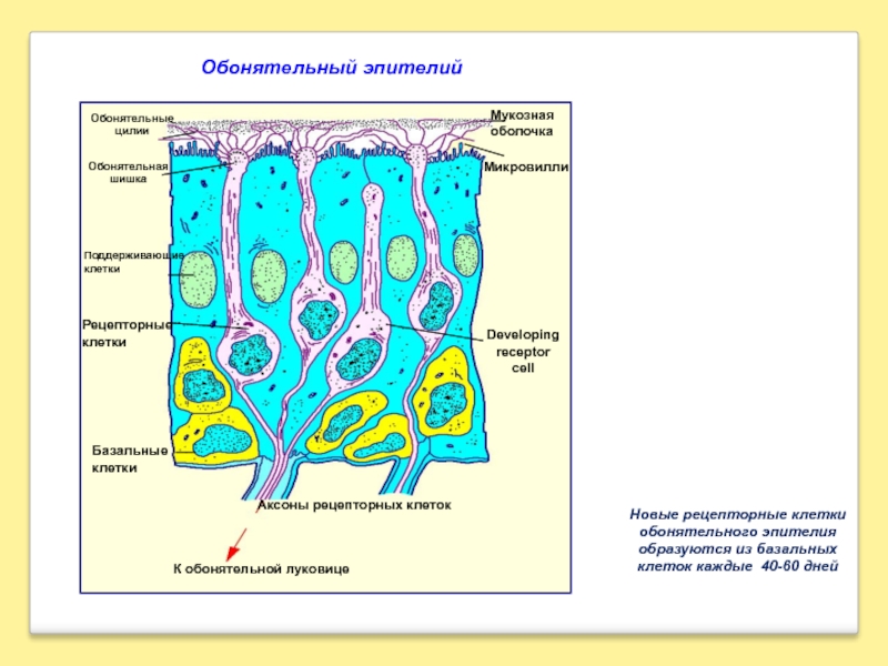 Базальные клетки. Схема строения обонятельного эпителия. Клетки обонятельного эпителия гистология. Базальные клетки обонятельного эпителия. Обонятельный эпителий обонятельная луковица.