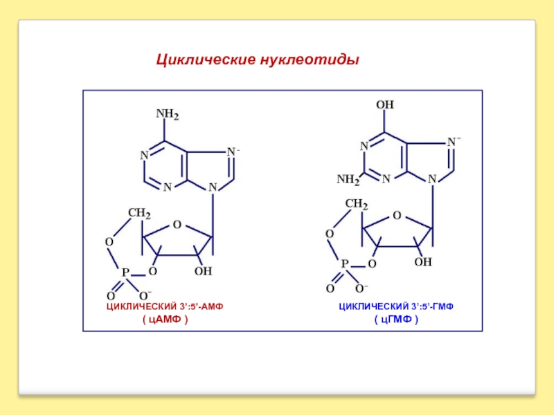Свободные нуклеотиды. Приведите строение циклических нуклеотидов: ЦАМФ; ЦГМФ.  Циклический 3׳,5׳ – гуанозинмонофосфат. Формулы циклических нуклеотидов. Циклический гуанозинмонофосфат формула.