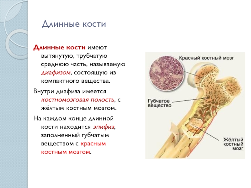 Функция желтого костного мозга в трубчатой кости