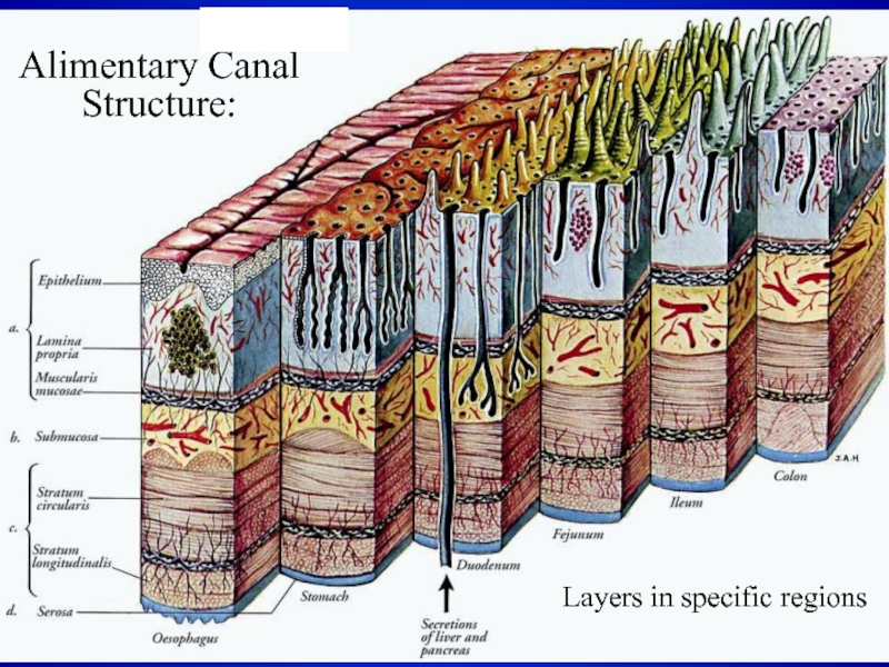 Alimentary canal. Alimentary canal layers. Разница адвентициальной и серозной оболочек.