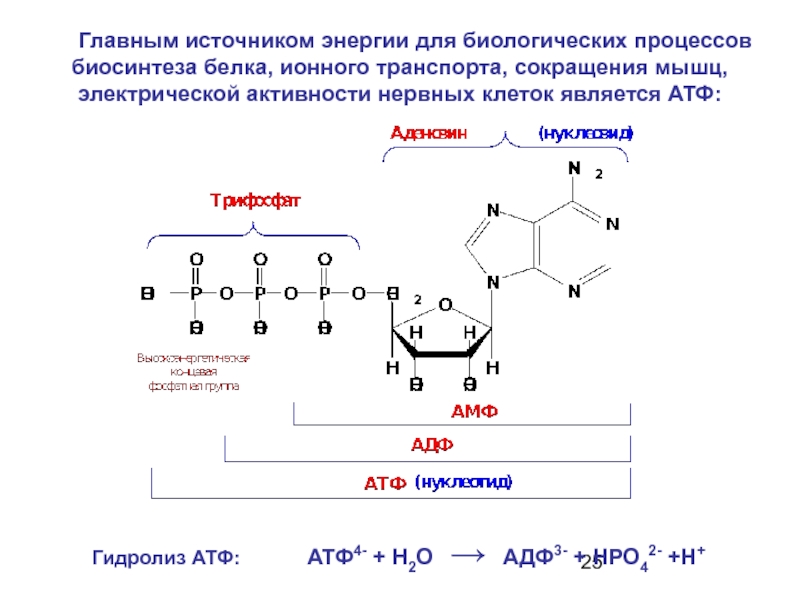 Гидролиз АТФ до АДФ. Источник энергии биосинтеза. Гидролиз в биологических процессах. Полный гидролиз белков.