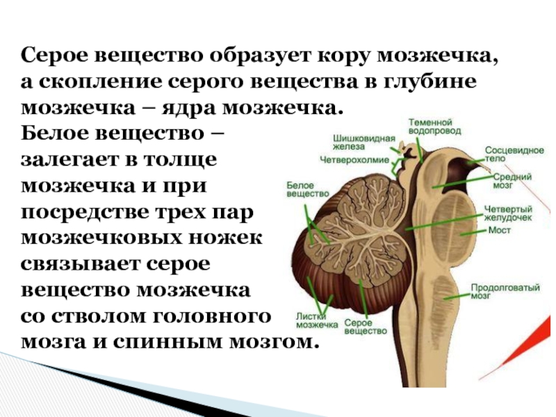 Серное вещество. Строение мозжечка в разрезе. Ядра серого вещества мозжечка. Мозжечок расположение серого и белого вещества. Белое вещество мозжечка функции.