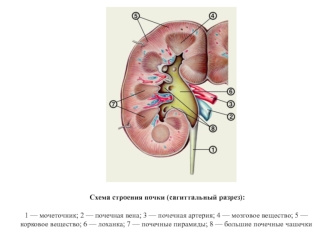 Схема строения почки