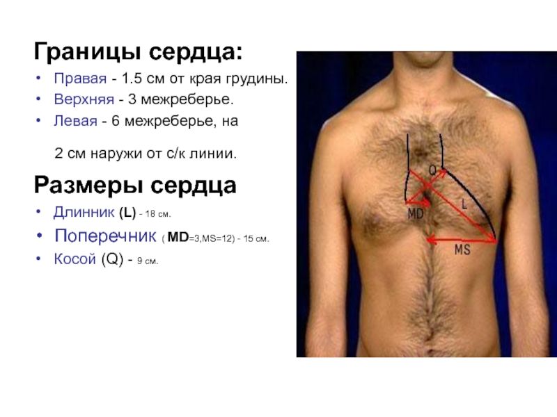 Правая грудная клетка