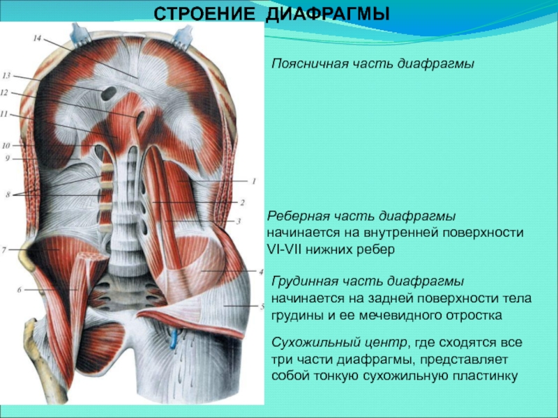 Центр диафрагмы. Строение диафрагмы. Реберная часть диафрагмы. Строение диафрагмы человека. Поясничная часть диафрагмы.