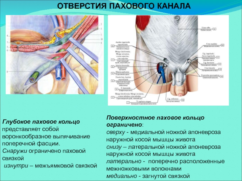 Паховый канал анатомия схема