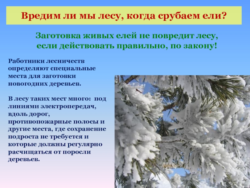 Вред лесам. Что приносит вред лесу. Новогодние для дерева реферат. Изложение ель которую срубили. Как определить когда срубили ель.