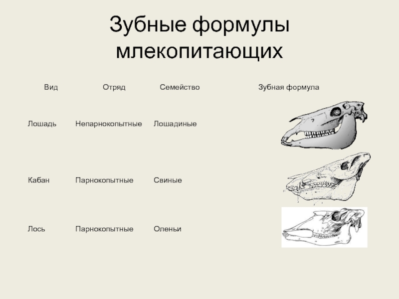 Укажите название зубов обозначенных на рисунке у млекопитающих