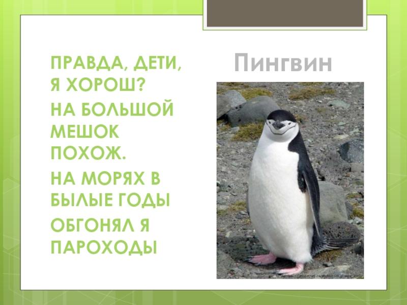 Правда детей. Правда дети я хорош на большой мешок похож на морях в былые. Правда дети я хорош на большой похож. Правда дети я хорош на большой мешок. Правда дети я хорошо на большой мешок похож.