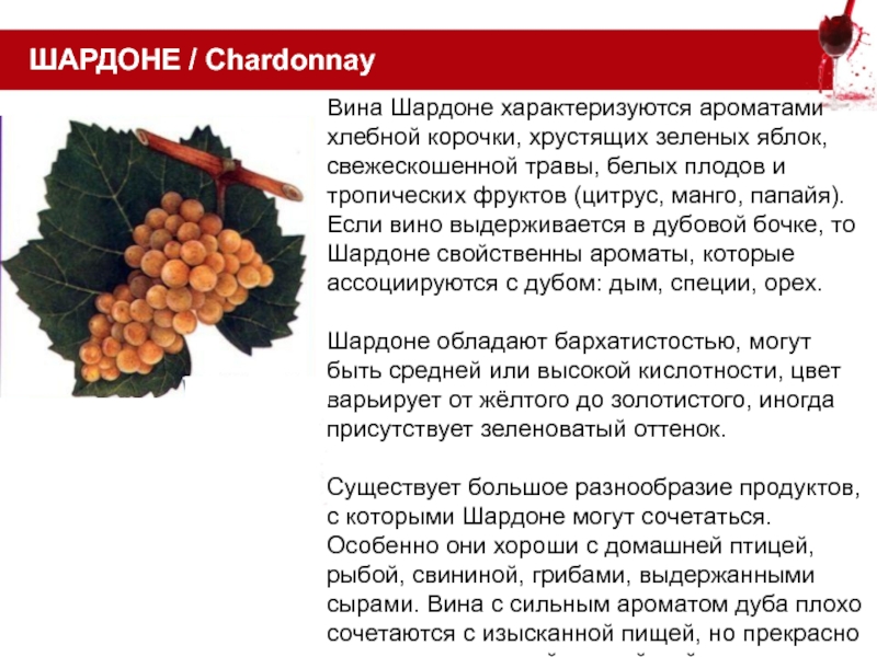 Энология это. Презентация на тему наука, изучающая вина. Презентация на тему наука, изучающая вина занятие 1. Ампелографическое описание листа Шардоне.