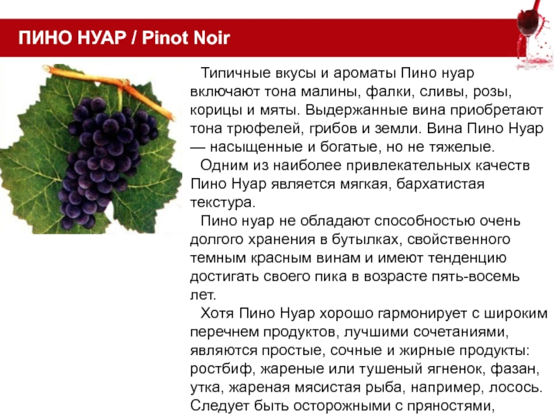 Рецепт пино. Пино-Нуар. Пино Нуар аромат. Пино Нуар характеристики. Виноград Пино Нуар (прекосе).