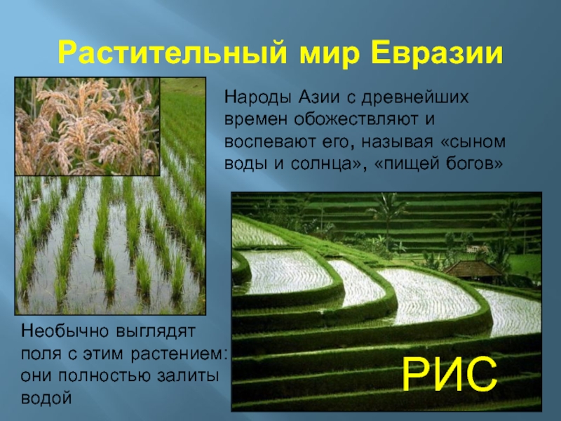 Реферат: Почвы и растительность Евразии