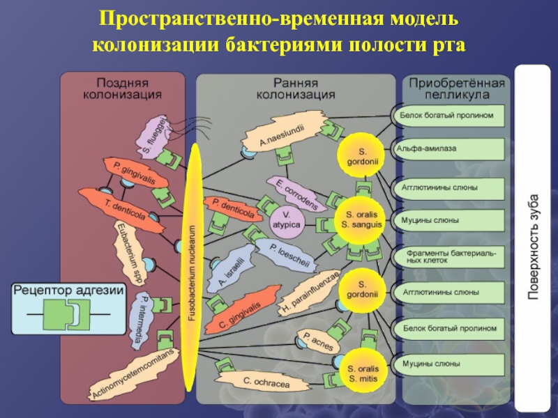 Пространственная или временная граница чего нибудь. Микробная колонизация. Микробная колонизация полости рта. Бактериальная колонизация роли клеток. Микробная колонизация поверхности зубов.