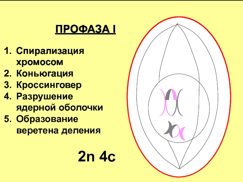 4 спирализация хромосом происходит в