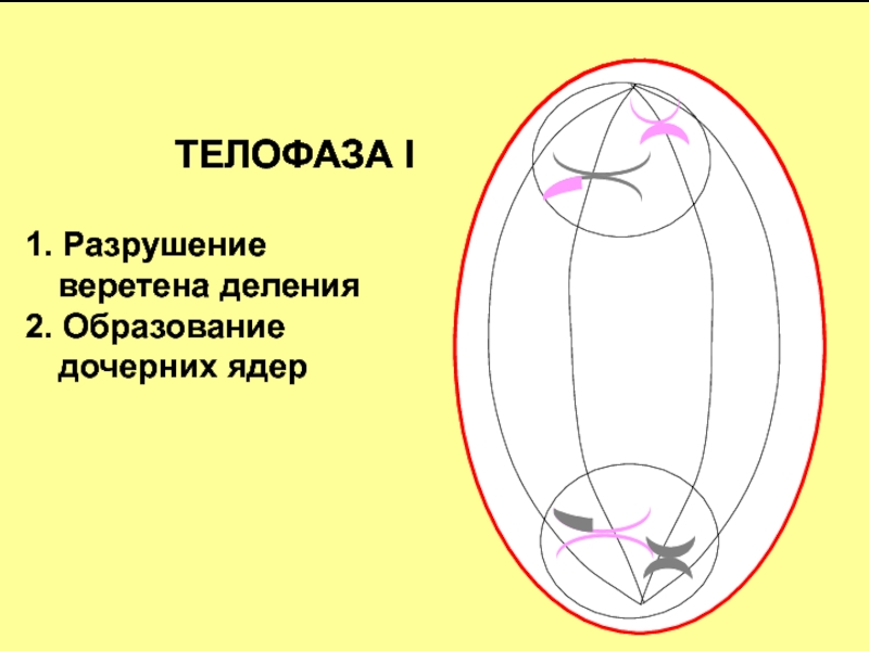 Телофаза 2 деление