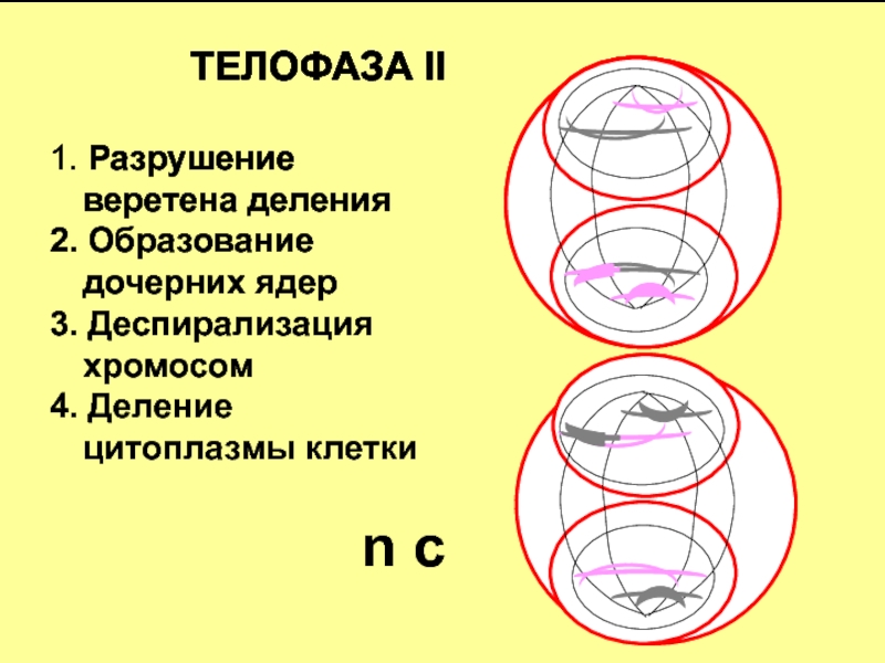 Деспирализация хромосом рисунок