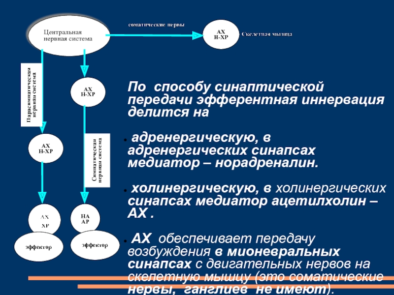 Эфферентная иннервация презентация