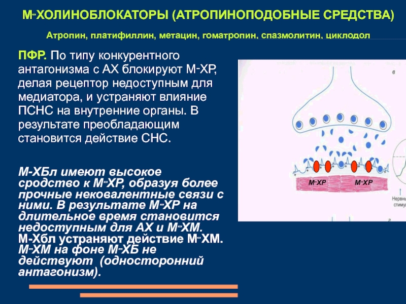 М холиноблокаторы препараты