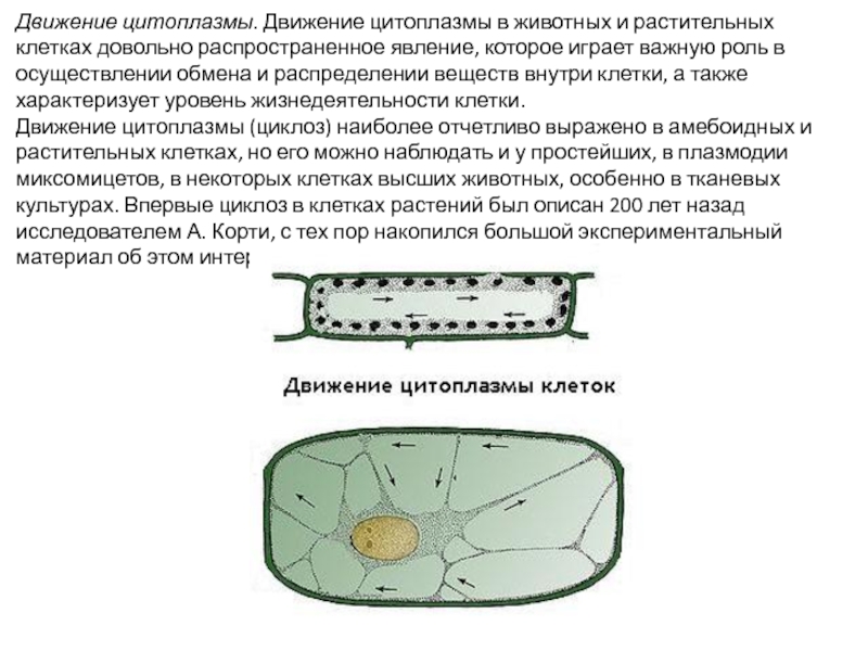 Движение клеток растений