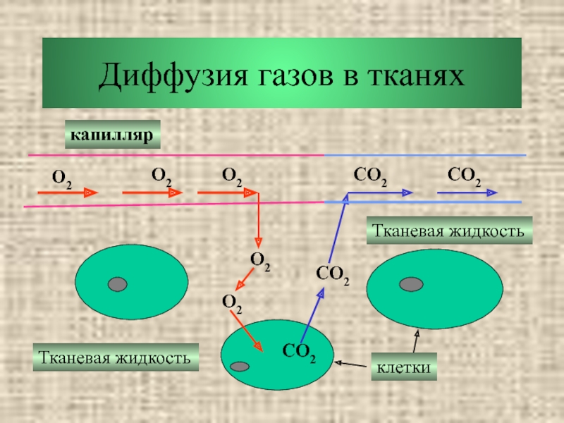 Диффузия тканей. Диффузия газов в тканях. Газообмен диффузия. Газообмен в тканях диффузия. Диффузия кислорода в клетки.