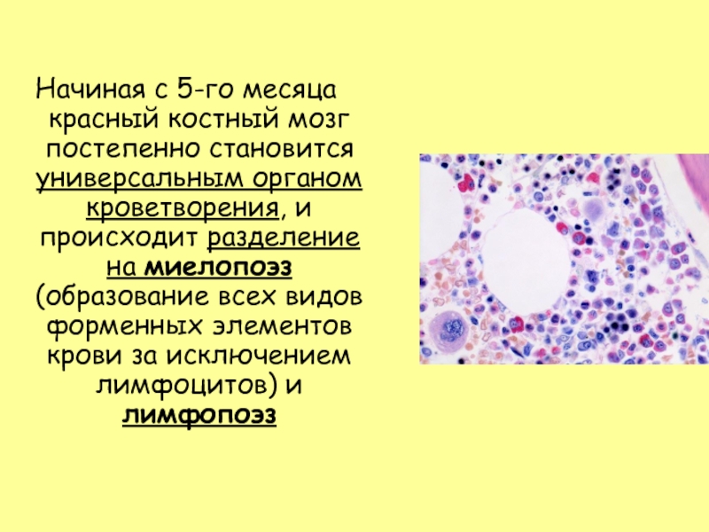 Красный костный мозг презентация