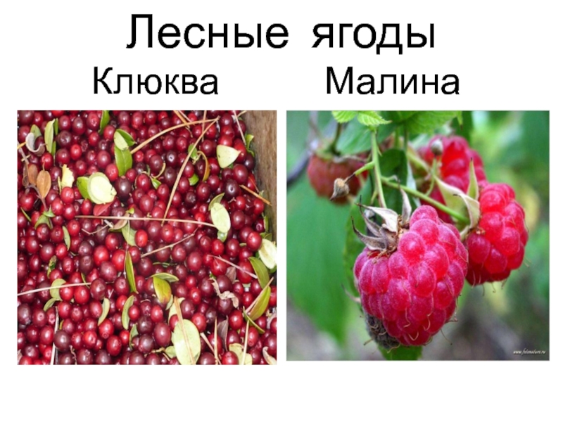 Лесные ягоды     Клюква   Малина