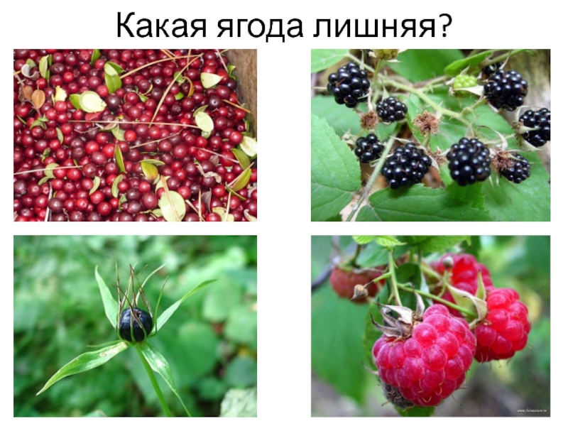 Какая ягода лишняя?