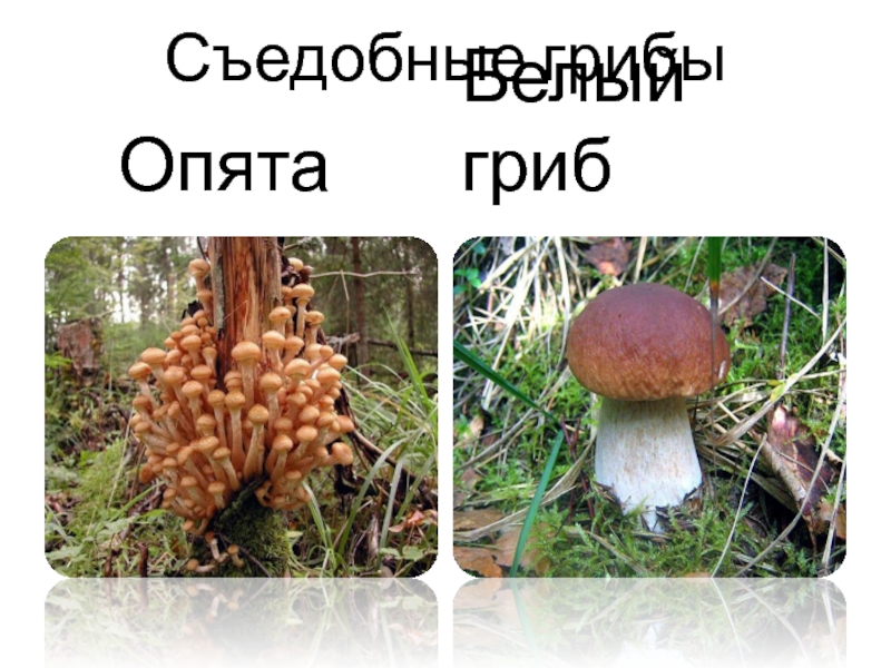 Съедобные грибы   Опята Белый гриб