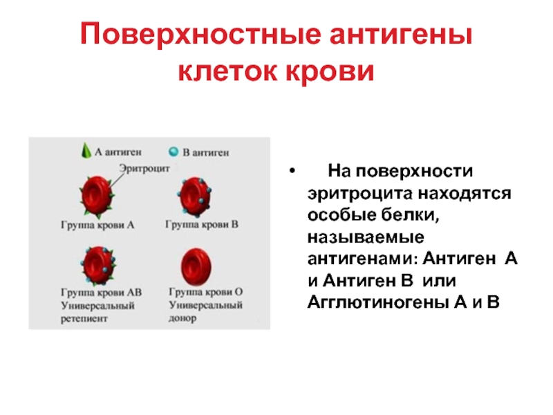 Группа крови клетки. Тканевая совместимость и переливание крови 8 класс. Антигены на поверхности эритроцитов. Белок антиген на поверхности эритроцитов. Антигены это белки на поверхности эритроцитов.